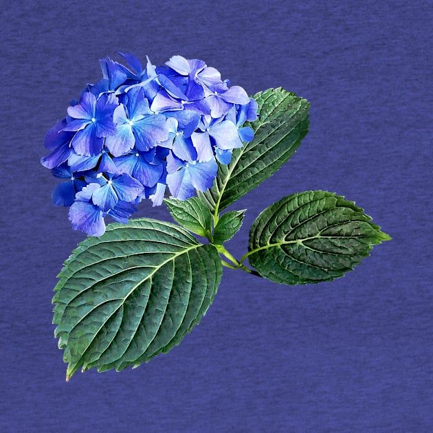 Hydrangeas - Dark Blue Hydrangea with Leaves by SusanSavad